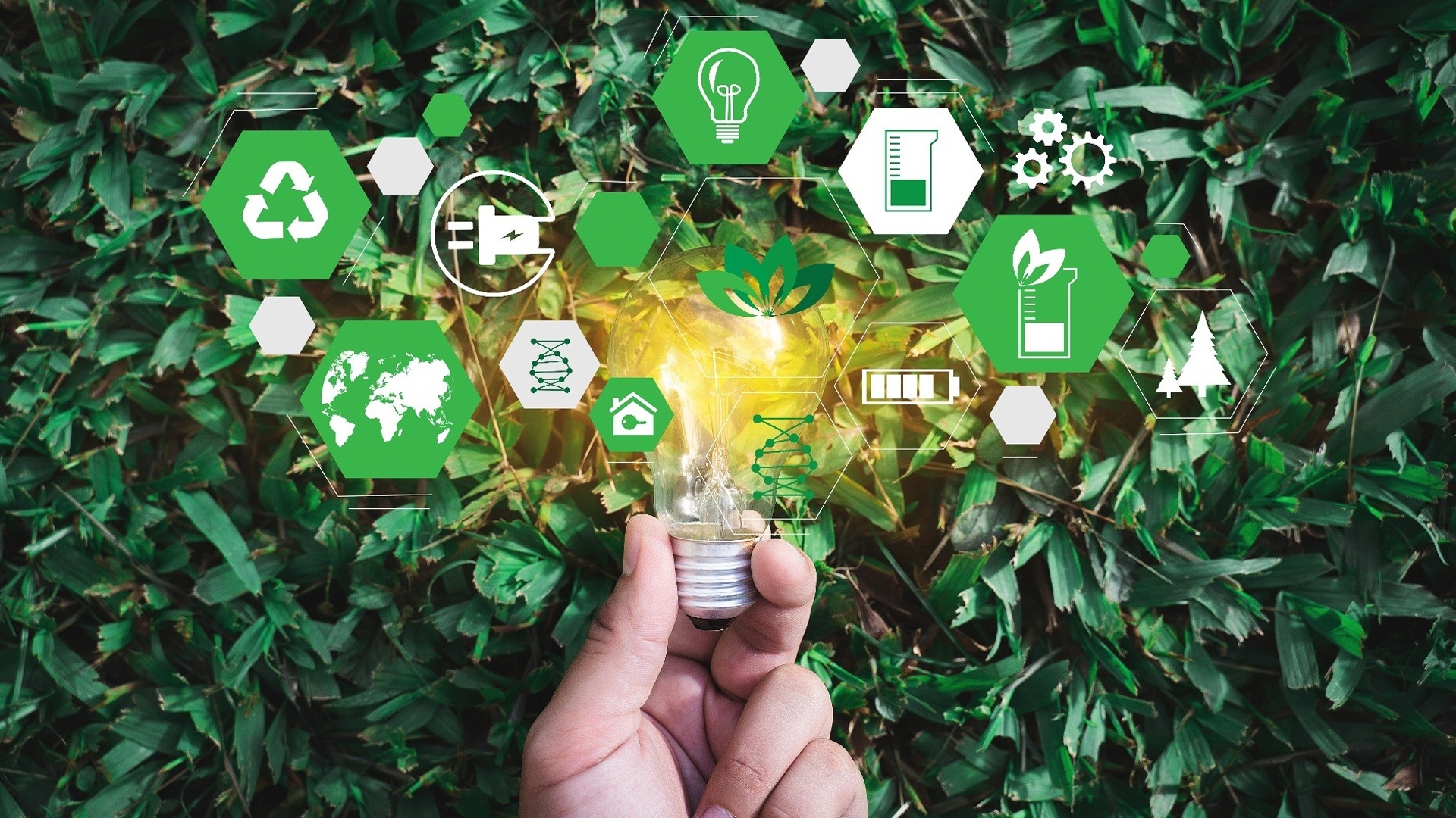 Meio Ambiente : Reinventando a Vida