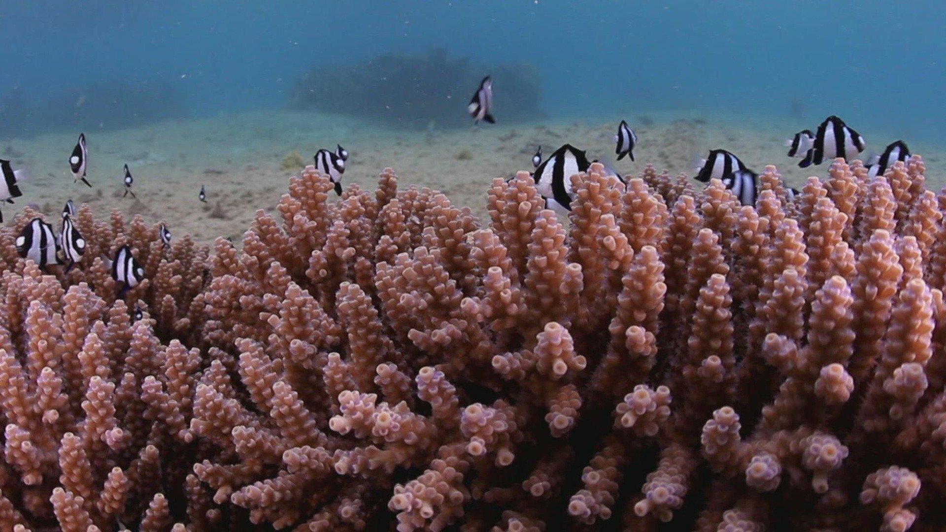 Vida no Azul : O Amor Está no Mar