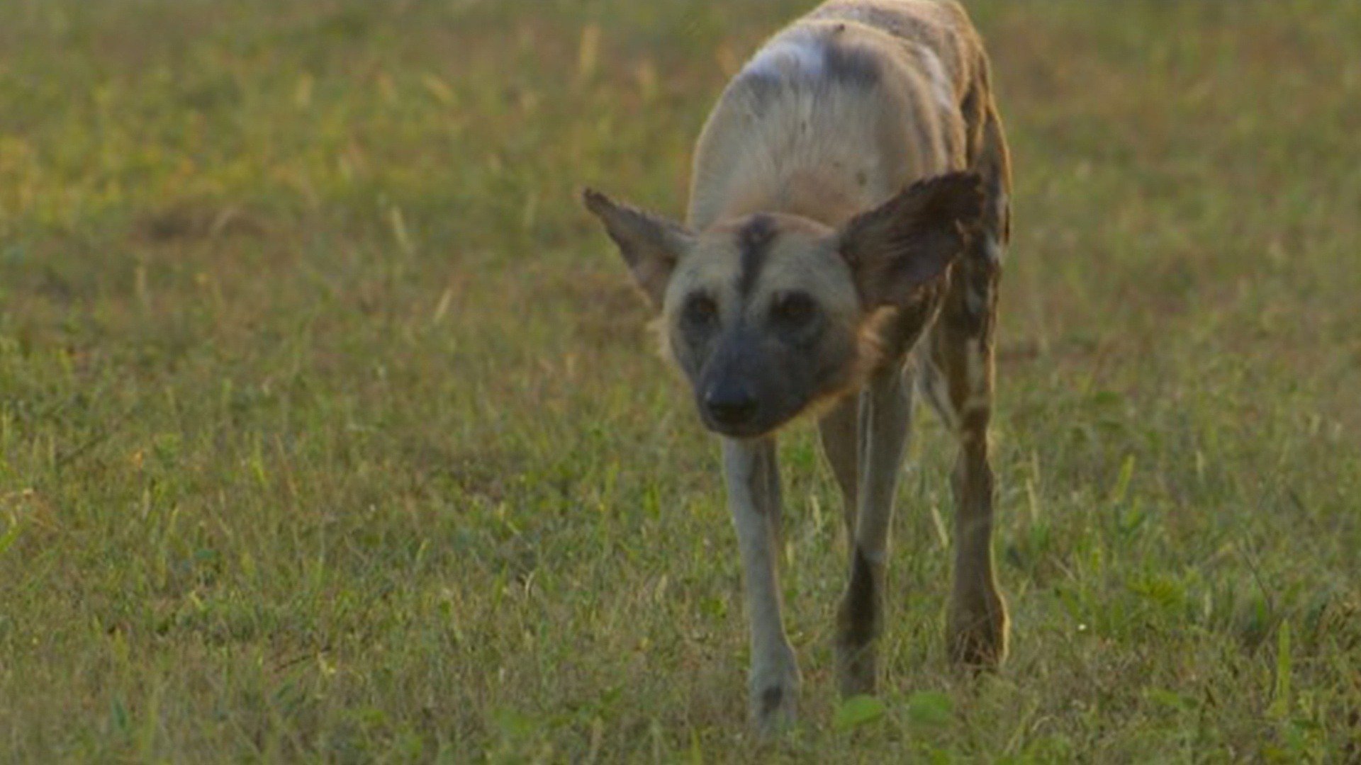 Planeta Selvagem : Portugal Selvagem - Das Costas às Ilhas