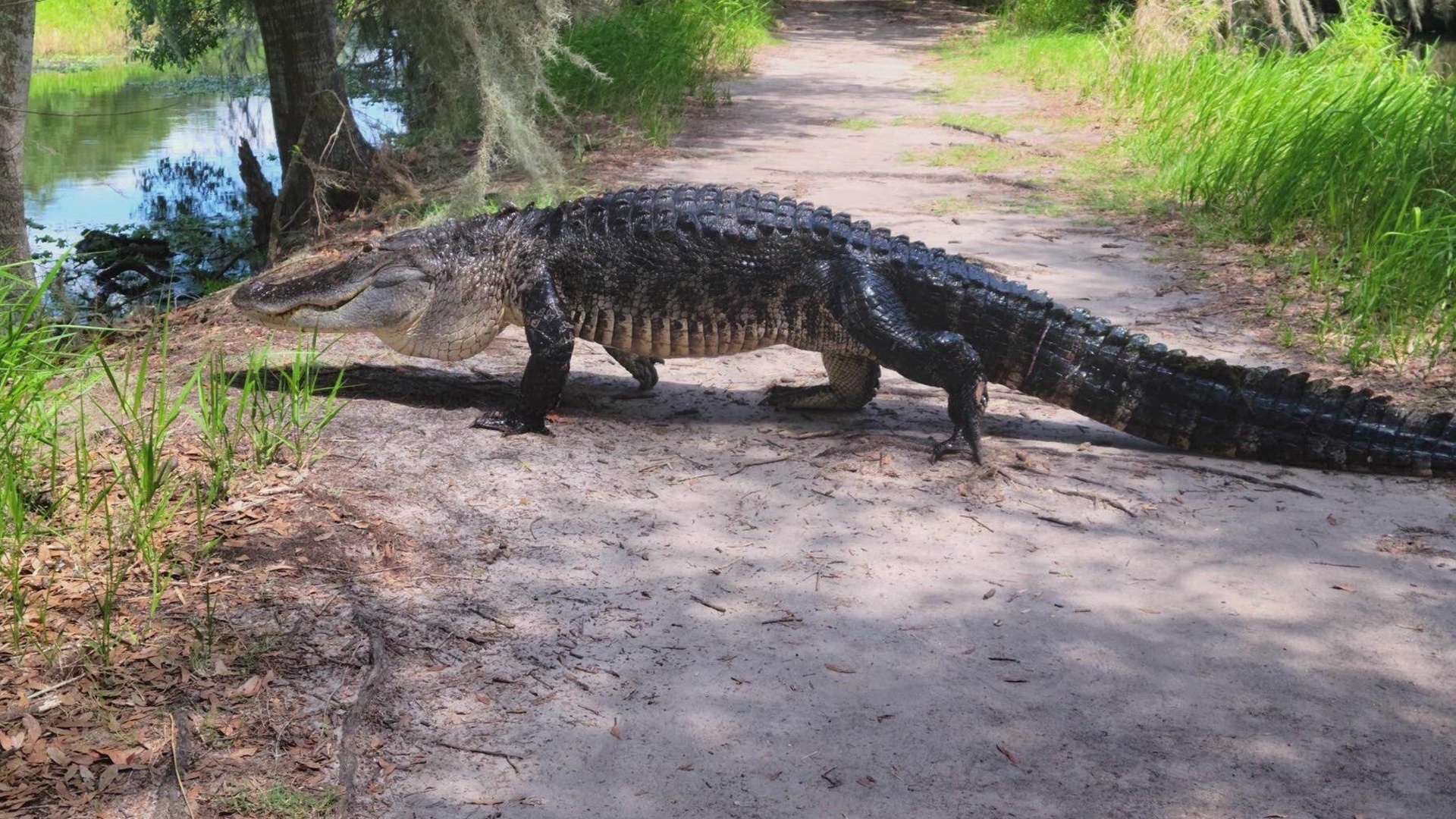 Casos Chocantes da História : Baleia Explosiva, Ataque de...
