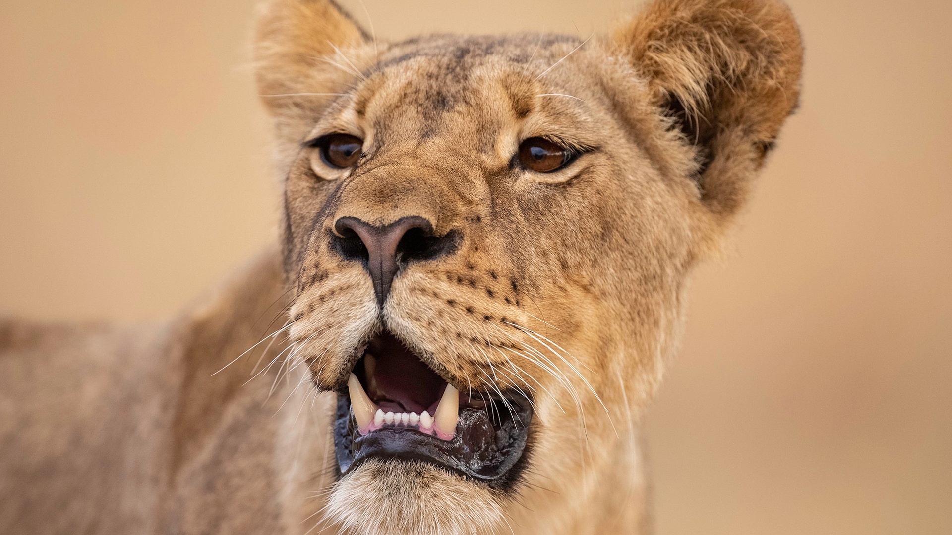 Gladiadores da Natureza : O Bebedouro