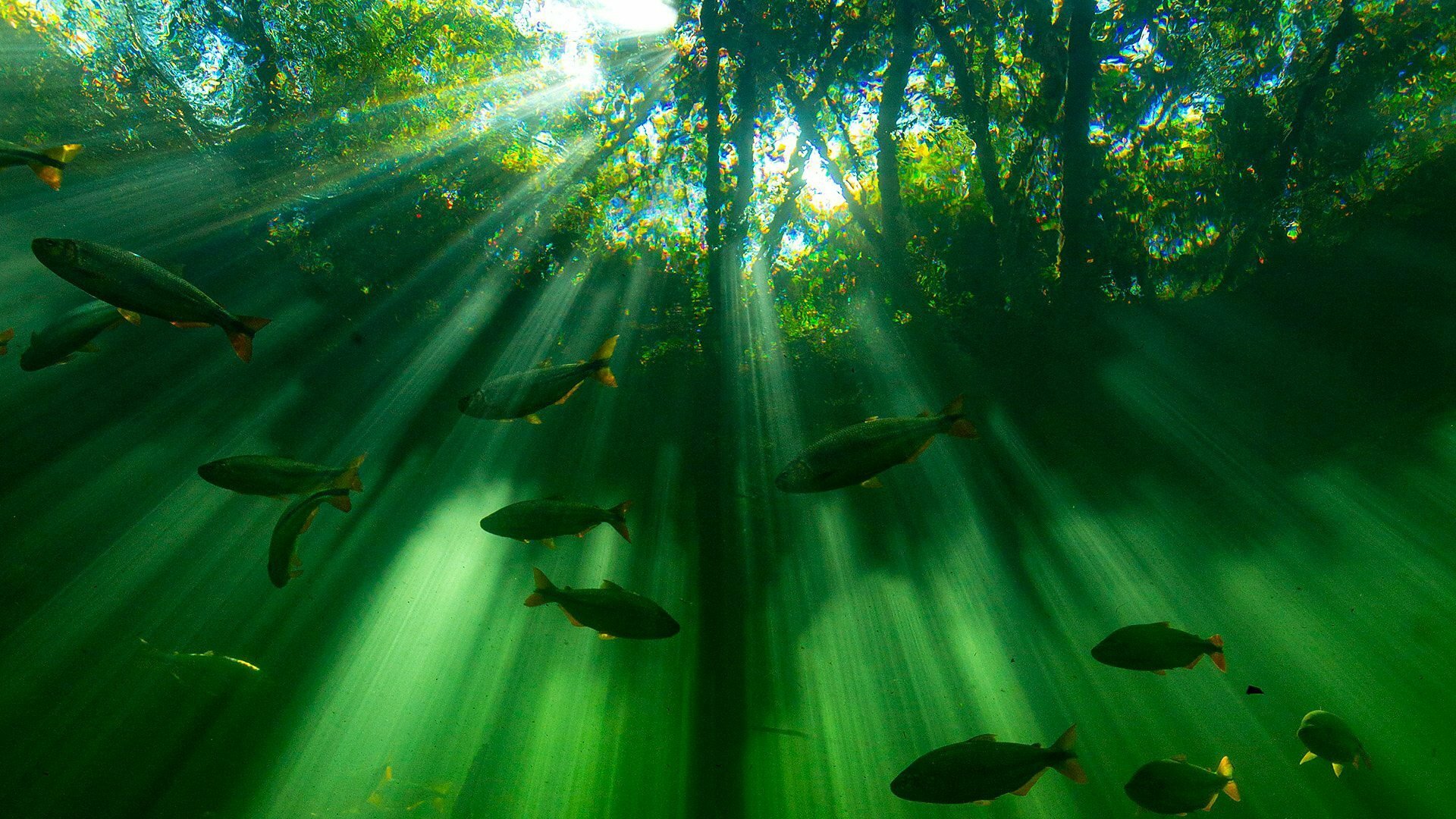 Sete Mundos, um Planeta : América do Sul