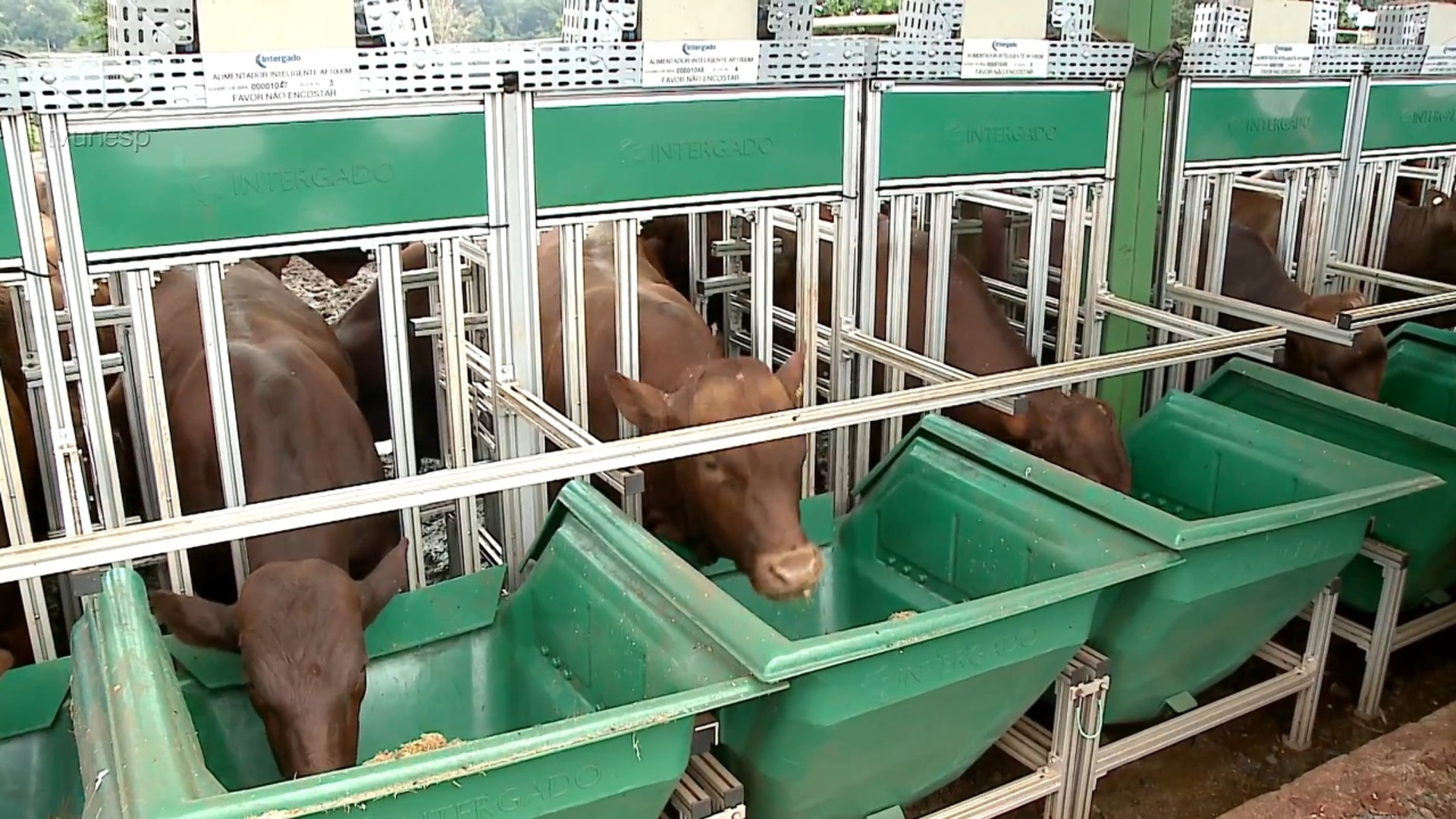 Ciência sem Limites : Eficiência Alimentar em Bovinos