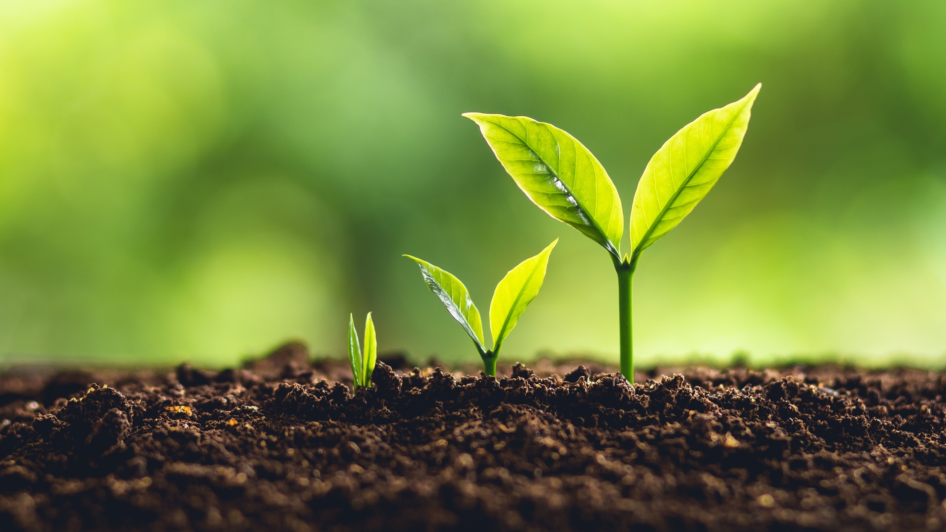 Memórias do Brasil Rural